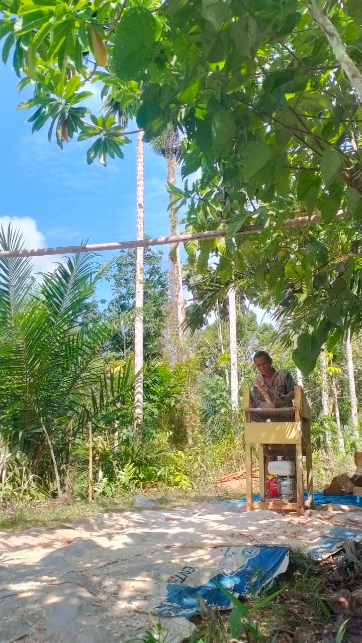 Proses Pengambilan Sagu Sebagai Bahan Pangan Tradisional